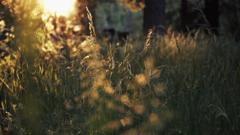 Insekten-Fliegen-über-Das-Schilf-Und-Wilde-Gräser-Auf-Der-Wiese-Mit-Einem-Wunderschönen-Sonnenuntergang-Im-Hintergrund