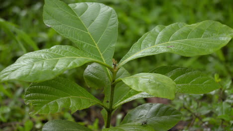 Teakbaum-Ist-Ein-Tropischer-Hartholzbaum-Plantage-Teakholz-Familie-Lamiaceae