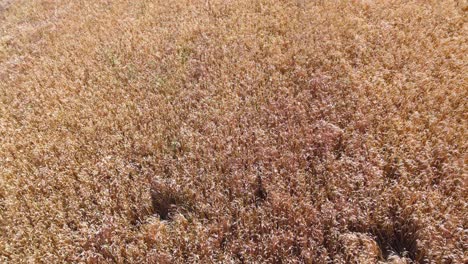 aerial flight over ripe wheat field summer 4k