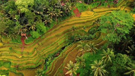 Tegalalang-Reisterrassen-drohnenpfanne-Der-Bunten-Terrasse,-Ubud,-Bali