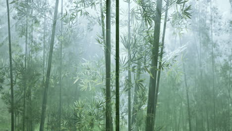 Bamboo-forest-of-southern-China