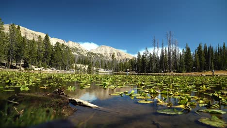 landscape shot of the tranquil butterfly lake with lily pads up the uinta national forest in utah with large rocky mountains and pine trees surrounding on a bright sunny summer day