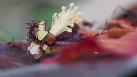 scene of ants feeding on fallen flower petals and pistil