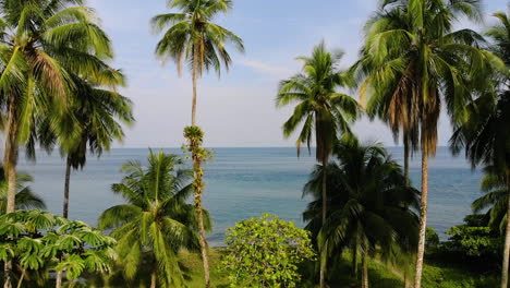 Vista-Aérea-De-Las-Palmeras-Y-El-Océano-En-La-Isla-Gorgona