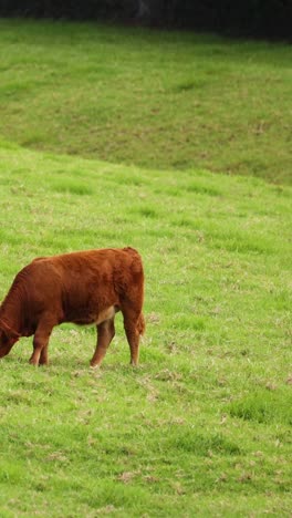 cow peacefully grazing on a lush field