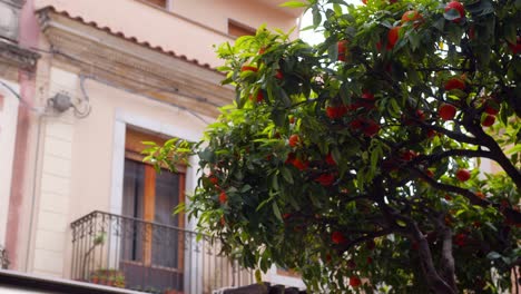 orange tree in front of charming old building in taormina, sicily, city center vibe