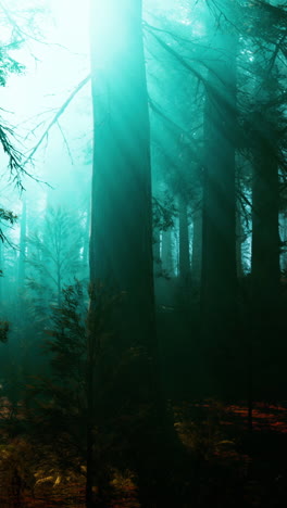 misty forest sunlight