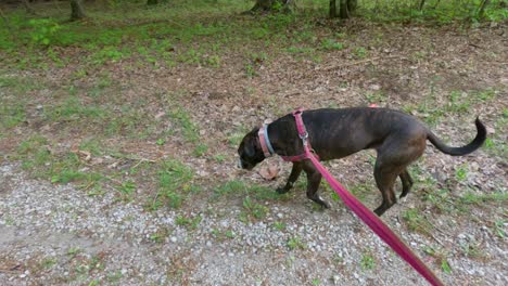 beautiful brown brindle boxer dog walks on a leash along a trail through a forest