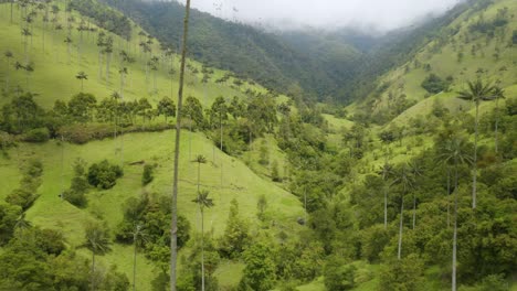 Un-Dron-Revela-Palmeras-De-Cera-Y-Caballos-Salvajes-En-El-Mágico-Valle-Del-Cocora-En-Colombia