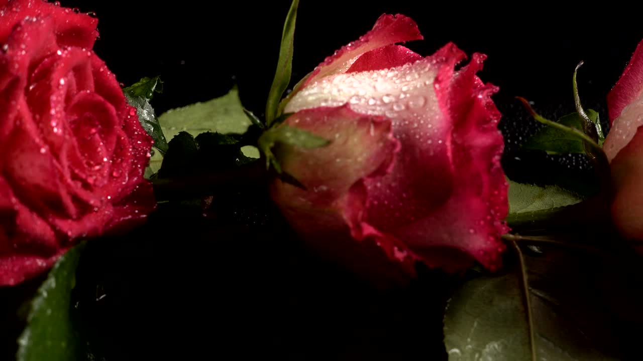 Rose rosse su sfondo nero