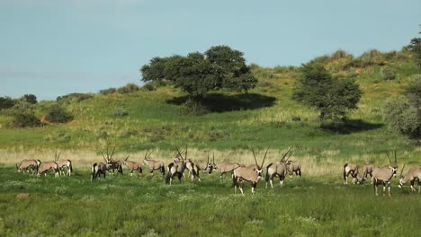 toma extrema de una manada de antílopes oryx pastando en el verde paisaje del parque transfronterizo kgalagadi