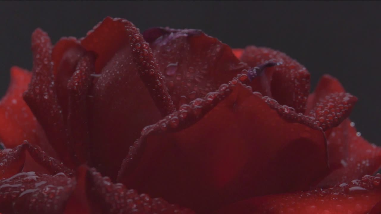 Estremo primo piano di una rosa rossa con gocce d'acqua che ruota su sfondo scuro