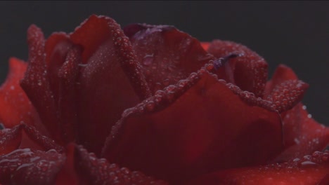 extreme close-up of red rose top with water drops rotating on dark background