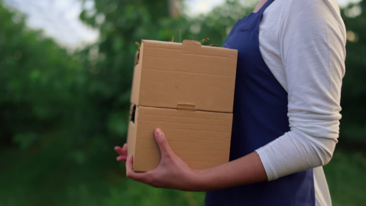 las manos del agrónomo sostienen la caja de cerezas. el agricultor de negocios lleva la cosecha en el huerto.