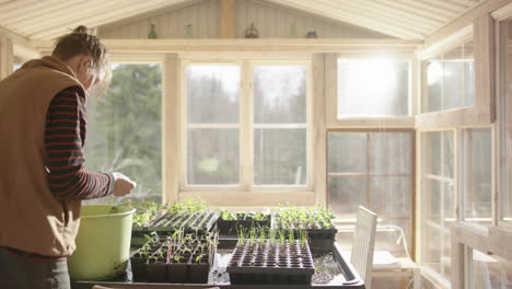 Female-horticulturalist-in-hothouse-planting-seedlings-in-trays
