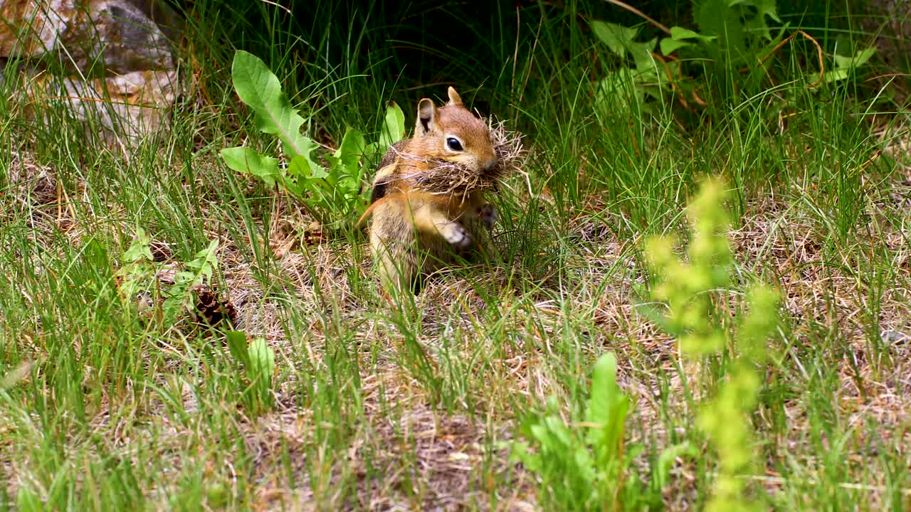 Static video of a chipmunk gathering grass and stuffing it in it's mouth. This was shot in Breckenridge, Colorado.