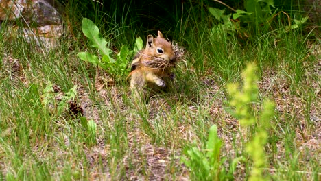 static video of a chipmunk gathering grass and stuffing it in it's mouth. this was shot in breckenridge, colorado.