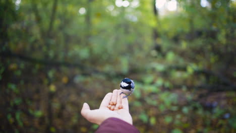 Great-tit-bird-lands-on-hand-with-seeds-and-flies-away,-close-slomo