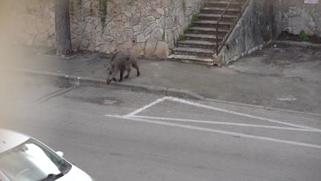 Ein-Wildschwein-überquert-Die-Straße-In-Einem-Wohnviertel-In-Haifa,-Israel