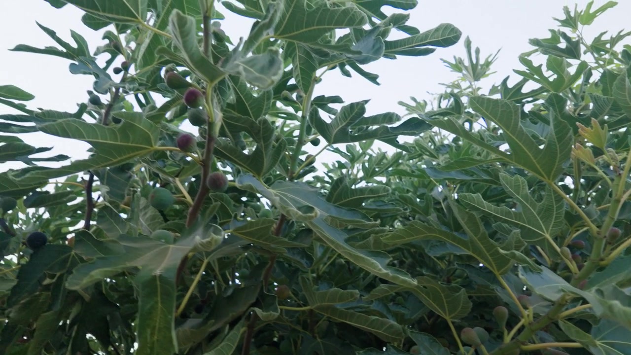 Gentle left pan and tilt across the green leaves and branches of a cultivated Ficus carica fig tree.