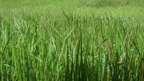 a perennial grass native to tropical and subtropical asia and also introduced to several countries