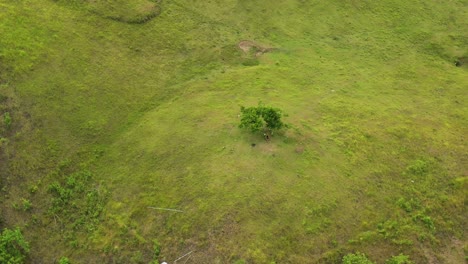 Volando-Hacia-Colinas-Verdes-Con-Vista-Aislada-De-Una-Persona-Sentada-Bajo-El-árbol