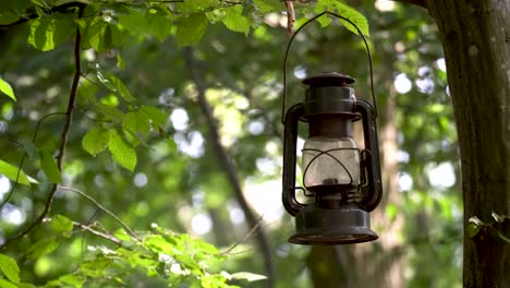 gas lantern hanging in tree with beautiful forest background