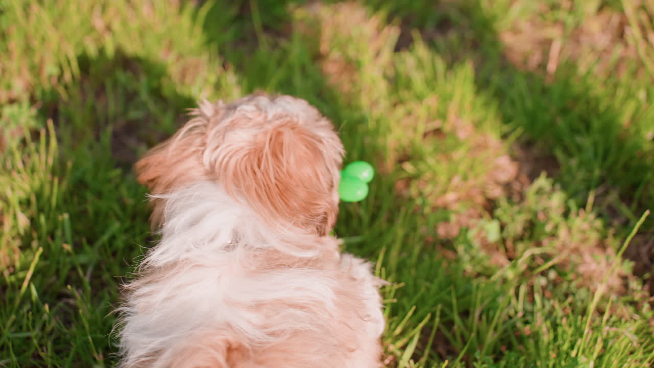 Adorable Puppy Relaxing, Sunkissed Grass With Playful Puppy, Calm Summer Scene With Fluffy Puppy And Gentle Breeze, Joyful Moment Of Small Dog Resting On Grassy Field Under Golden Sunlight