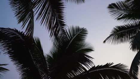 Green-palm-leaves-against-the-blue-sky,-tropical-paradise