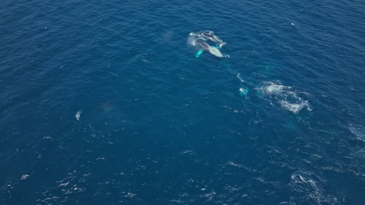 Aerial view of whales in blue ocean during humpback season in Ecuador
