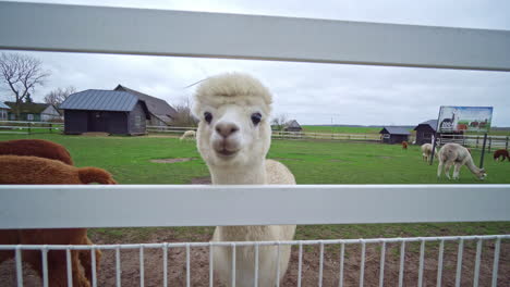 Close-up-shot-of-a-group-of-Alpaca-herd-at-a-farm-surrounded-by-high-fence-in-Krusta-kalns,-Lithuania-on-a-cloudy-day