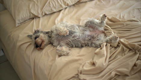 Cute-grey-schnauzer-dog-pet-lying-on-its-back-belly-up-yawning-and-stretching-enjoying-the-coziness-of-a-messy-bed-and-the-breeze-entering-the-room