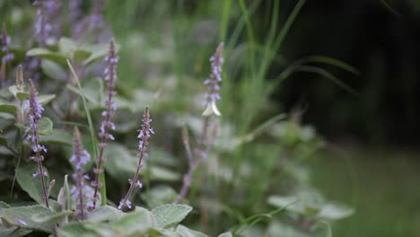 a serene display of purple flowers in a breeze