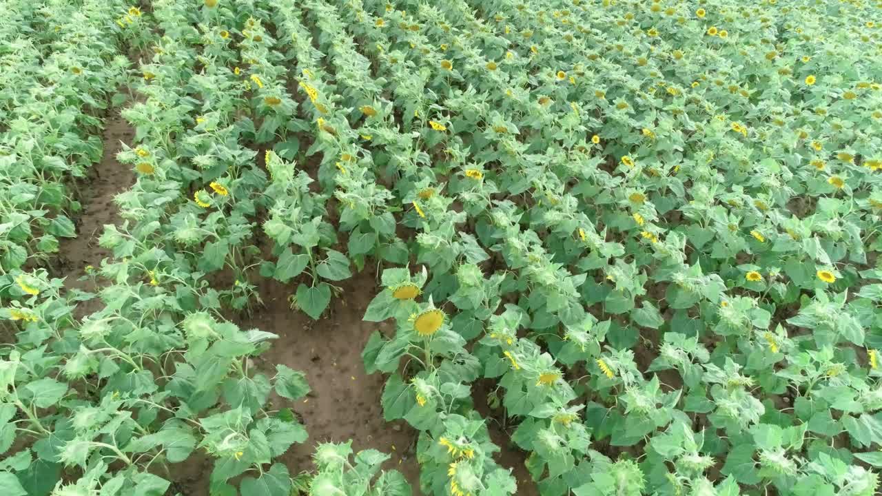 tomada de un avión no tripulado de un campo de girasoles