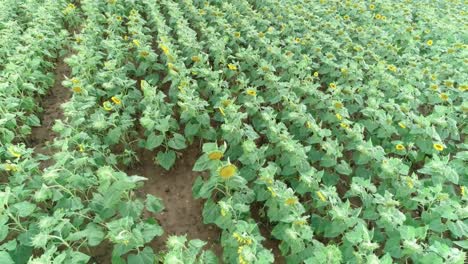 Drone-shot-of-a-sunflower-field