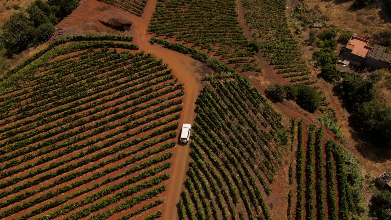 coche blanco conduciendo a través de filas de vid en la colina del viñedo