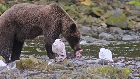 Braunbär,-Der-Einen-Lachs-Am-Pavlof-Fluss-Fängt,-Der-In-Die-Süßwasserbucht-Im-Hafen-Von-Pavlof-Auf-Der-Insel-Baranof-Im-Südosten-Von-Alaska-Fließt-4