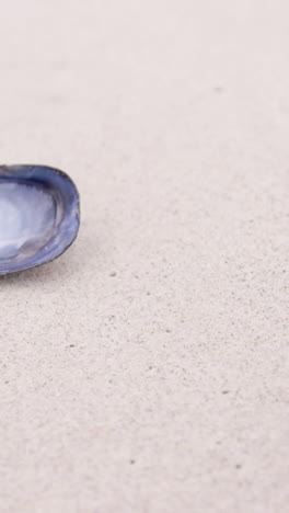 view of a seashell on the beach