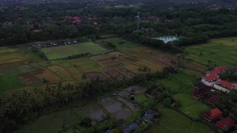 Drone-Footage-of-Ubud-in-Bali,-Indonesia-with-birds-flying-over-rice-paddy-fields