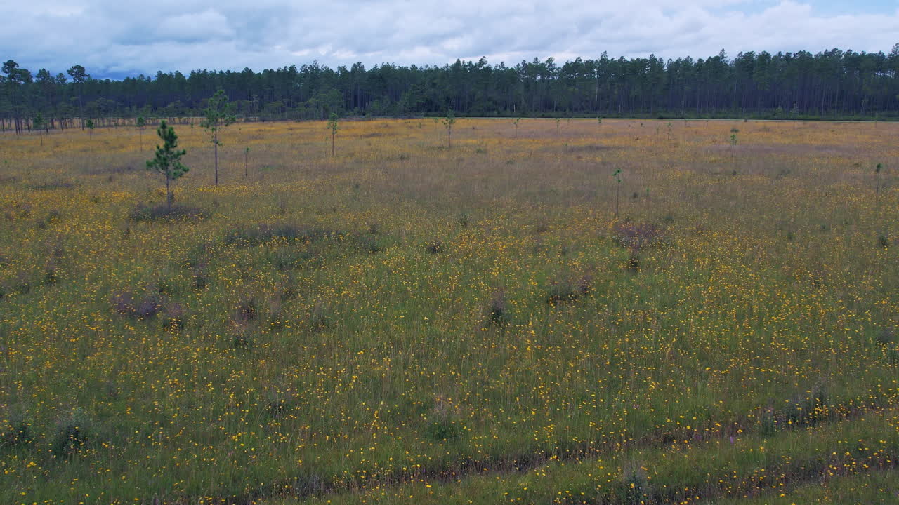 Aerial over a large meadow full of native wildflowers with a pine forest in the background