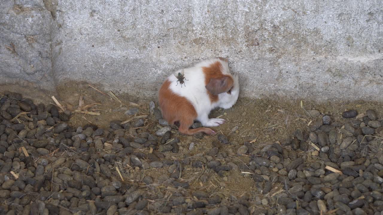 가축 농장에서 파리 곤충에 의해 도청된 고립된 신생아 기니피그