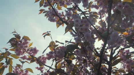 Luz-Del-Sol-Brillando-A-Través-De-Prunus-Kanzan-árbol-De-Flor-De-Cerezo-En-Cámara-Lenta