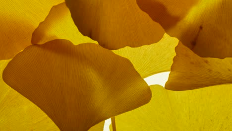 wave ginkgo leaf on a white light background