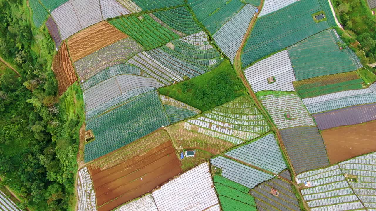 棚田のパッチワーク、ネギ畑が広がるなだらかな風景の空撮