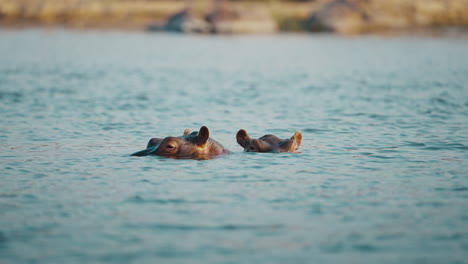 Two hippos in the river in Gonarezhou National Park, Zimbabwe, with only their heads visible above the water. Telephoto shot of their natural behavior
