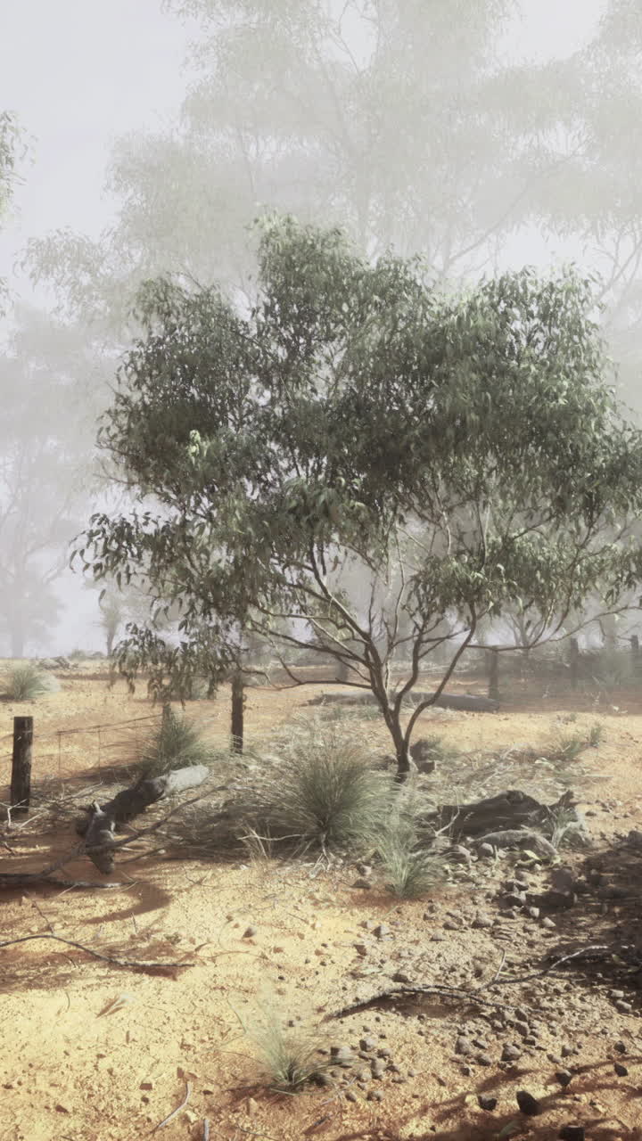 Foggy landscape with gum trees in a dry environment during early morning