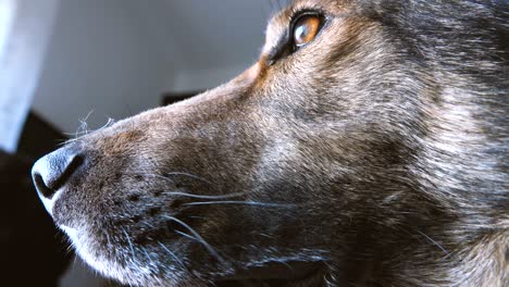 snout of a proud dog