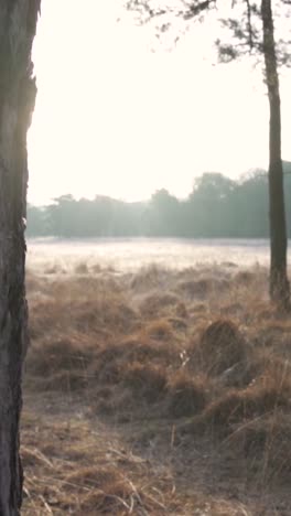 campo de bosque por la mañana temprano