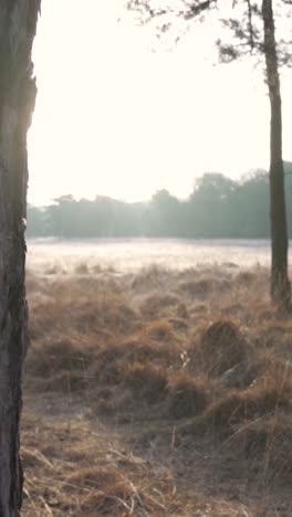 early morning forest field