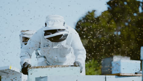 beekeeper shaking wooden box filled with bees, bees swarming around in air